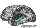 Gray739-emphasizing-hippocampus-minor.png