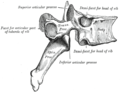 Una articulación facetaria entre los procesos articulares superior e inferior (etiquetados en la parte superior e inferior).