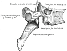 Vertebral column - Wikipedia