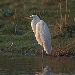 Great Egret Ardea alba.jpg