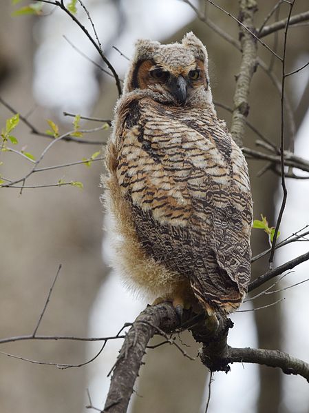 File:Great Horned Owl youngster - 1st day of emergence (26106450840).jpg