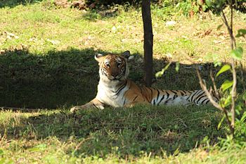 Great Indian Tiger 1 at Indira Gandhi Zoological Park, Visakhapatnam.jpg