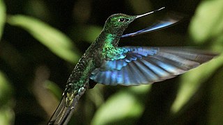 Der Blauflügelkolibri ist ein