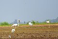 Greater Flamingo, Kole wetland Thrissur, Kerala 02.jpg