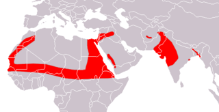 Description de l'image Greater Mouse-tailed Bat area.png.