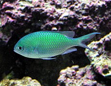 Green.chromis.arp.jpg