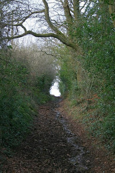 File:Green lane below Stoke Hill (1) - geograph.org.uk - 1203124.jpg