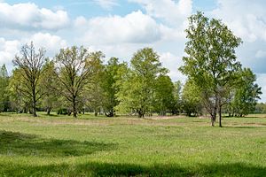 Grettstädter Meadows 20170507 003.jpg