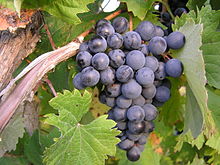 Slovenian refosco grapes Grozd refoska.JPG