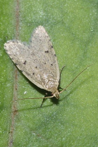 <i>Gymnobathra calliploca</i> Species of moth