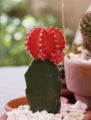 A moon cactus created from a red Gymnocalicium mihanowichii