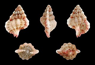 <i>Gyrineum pusillum</i> Species of gastropod