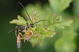 Hadrodactylus villosulus