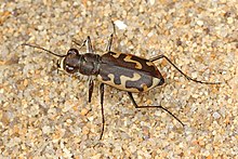 Tukli bo'yinli yo'lbars qo'ng'izi - Cicindela hirticollis, Leesylvania State Park, Woodbridge, Virjiniya - 21724148059.jpg