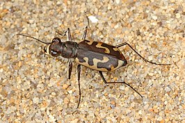 Cicindela hirticollis