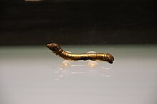 Gold silkworm, Han dynasty Han Gold Silkworm (47425344012).jpg