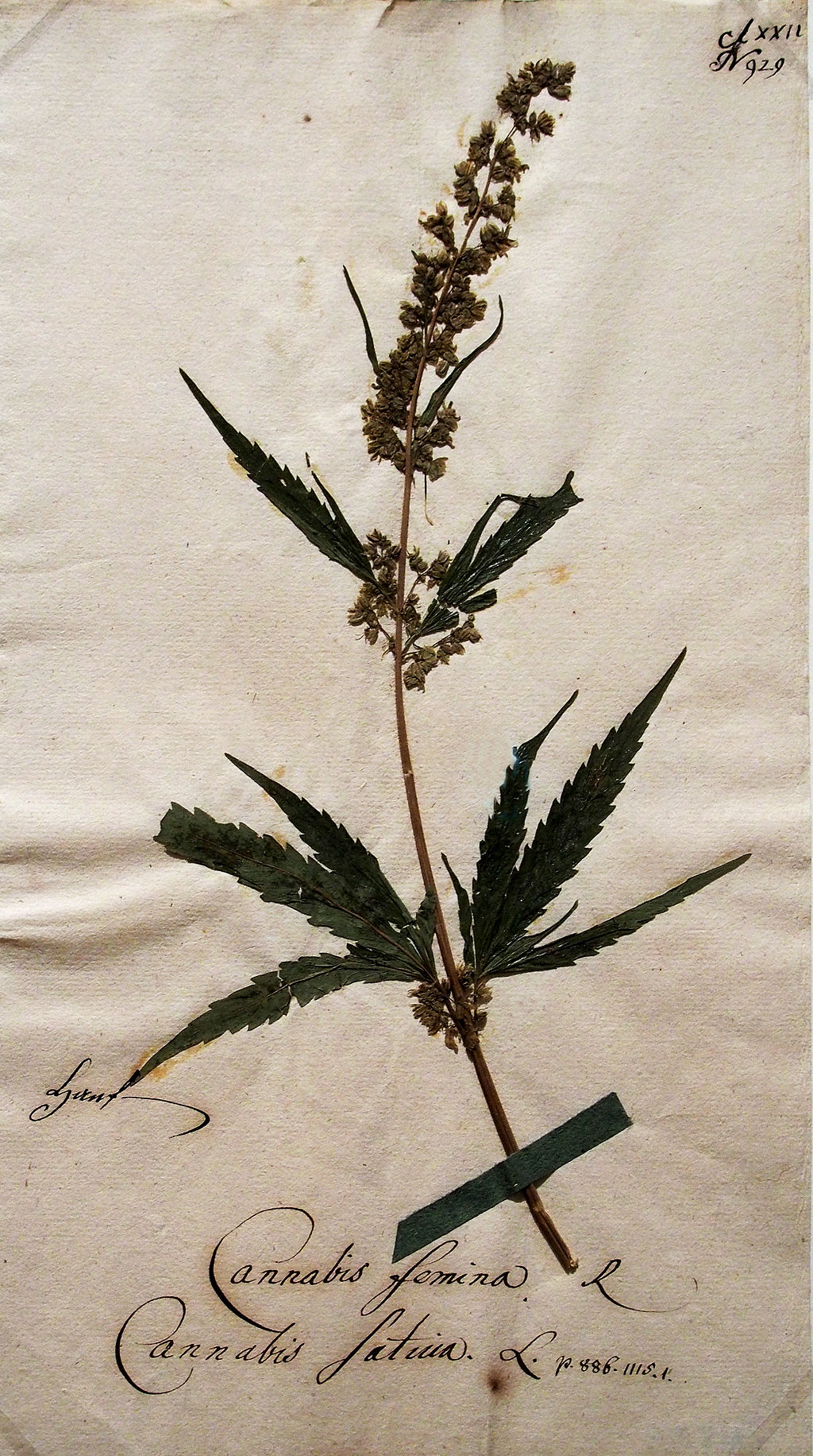 Hanf Cannabis femina@Goethe's botanical objects