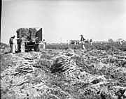 LKW-Landwirtschaft in Starr County: Karottenernte (1948)