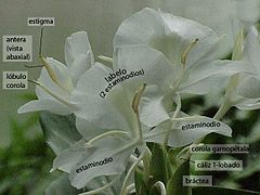 Hedychium coronarium.  4 estaminódios petalóides e um único estame, sulcado na vista adaxial, envolvendo o estilete, o estigma é observado na extremidade da antera.  Normalmente o labelo cai para o lado ventral (mais próximo do solo).