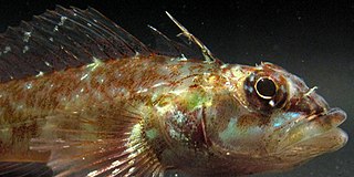 Red triplefin Species of fish