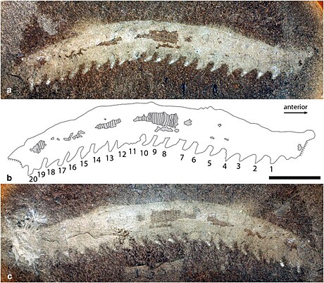 Helenodora