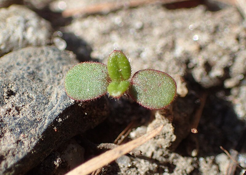 File:Helianthemum nummularium kz01.jpg