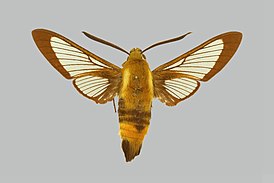 Hemaris ottonis