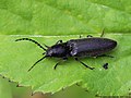 Hemicrepidius niger (Linnaeus, 1758)