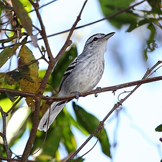 <span class="mw-page-title-main">Large-billed antwren</span> Species of bird