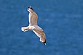 * Nomination Herring gull (Larus argentatus) --Charlesjsharp 14:05, 2 September 2022 (UTC) * Decline  Oppose Sorry, but there is overexposed area under and behind the wing. --LexKurochkin 10:40, 3 September 2022 (UTC)