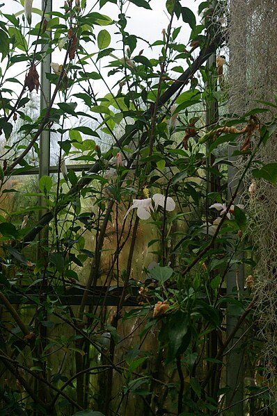 File:Hibiscus denisonii, Conservatoire botanique national de Brest 10.jpg