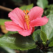 Hibiscus fragilis