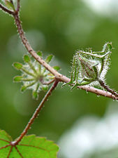 Wild Hibiscus (Hibiscus hispidissimus)