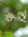 Hibiscus hispidissimus in Kadavoor.jpg