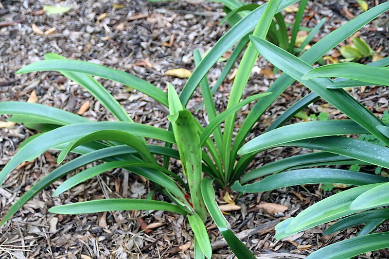 File:Hippeastrum vittatum 0zz.jpg