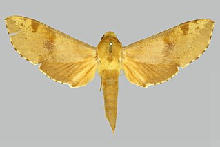 <i>Hippotion socotrensis</i> Species of moth