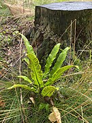 Hirschzungenfarn (Asplenium scolopendrium)