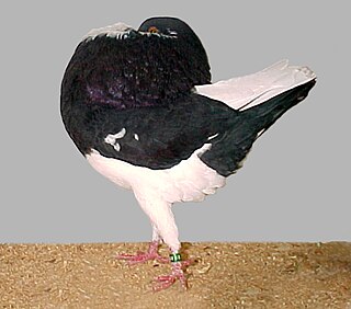 <span class="mw-page-title-main">Holle Cropper</span> Breed of pigeon