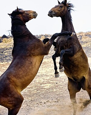 Cheval: Hippologie, Le cheval et lhumain, Notes et références