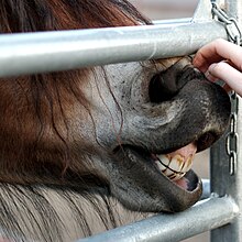 Incisors of a younger horse Horse teeth.jpg