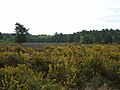 Heathland on Horsell Common