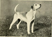 Hounds - their breeding and kennel management (1905) (14740587676).jpg