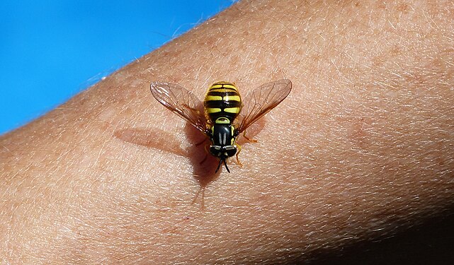 Fly which evolved to look like a bee or wasp