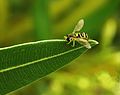 Image 2Hoverfly on a leaf of oleander