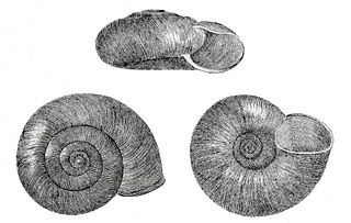 <i>Haplotrema concavum</i> species of mollusc