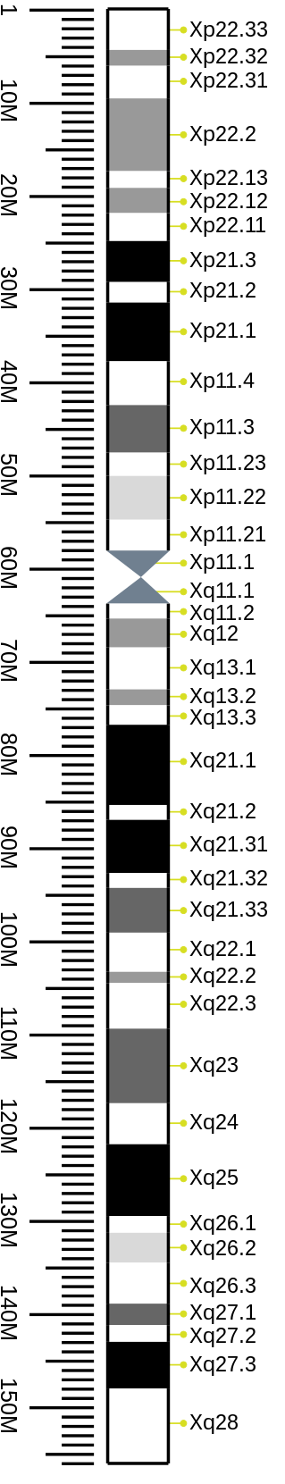 G-banding ideogram of human X chromosome in resolution 850 bphs. Band length in this diagram is proportional to base-pair length. This type of ideogram is generally used in genome browsers (e.g. Ensembl, UCSC Genome Browser).