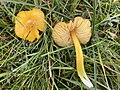 Hygrocybe persistens