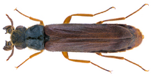 Hylecoetus dermestoides (Linnaeus, 1761) Erkak (31743019666) .png