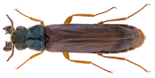 Hylecoetus dermestoides (Linnaeus, 1761) Männlich (31743019666) .png