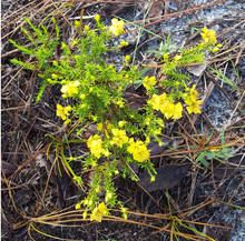 Hypericum tenuifolium.png